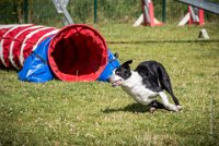 AGILITY COMPIEGNE - CAT C - JB -21 : 1er degré, 2016, 6 Août 2016, COMPIEGNE, Catégorie C, JB