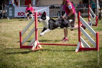 AGILITY COMPIEGNE - CAT C - JB -24 : 1er degré, 2016, 6 Août 2016, COMPIEGNE, Catégorie C, JB