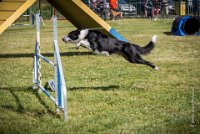 AGILITY COMPIEGNE - CAT C - JB -25 : 1er degré, 2016, 6 Août 2016, COMPIEGNE, Catégorie C, JB