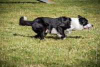 AGILITY COMPIEGNE - CAT C - JB -27 : 1er degré, 2016, 6 Août 2016, COMPIEGNE, Catégorie C, JB