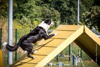 AGILITY COMPIEGNE - CAT C - JB -28 : 1er degré, 2016, 6 Août 2016, COMPIEGNE, Catégorie C, JB