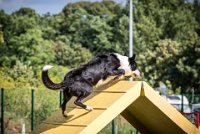 AGILITY COMPIEGNE - CAT C - JB -29 : 1er degré, 2016, 6 Août 2016, COMPIEGNE, Catégorie C, JB