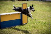 AGILITY COMPIEGNE - CAT C - JB -3 : 2016, 6 Août 2016, COMPIEGNE, Catégorie C, JB, Open