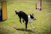 AGILITY COMPIEGNE - CAT C - JB -4 : 2016, 6 Août 2016, COMPIEGNE, Catégorie C, JB, Open