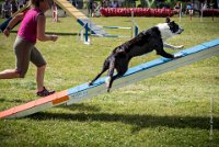 AGILITY COMPIEGNE - CAT C - JB -5 : 2016, 6 Août 2016, COMPIEGNE, Catégorie C, JB, Open