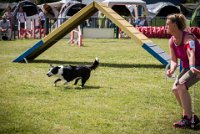 AGILITY COMPIEGNE - CAT C - JB -7 : 2016, 6 Août 2016, COMPIEGNE, Catégorie C, JB, Open