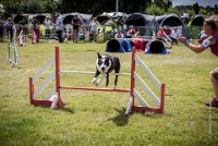 AGILITY COMPIEGNE - CAT C - JB -8 : 2016, 6 Août 2016, COMPIEGNE, Catégorie C, JB, Open