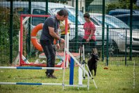 AGILITY COMPIEGNE - CAT B - LEWIS -1 : 2016, 6 Août 2016, AGILITY COMPIEGNE, COMPIEGNE, Catégorie B, LEWIS, Open