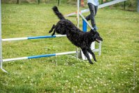 AGILITY COMPIEGNE - CAT B - LEWIS -10 : 2016, 6 Août 2016, AGILITY COMPIEGNE, COMPIEGNE, Catégorie B, LEWIS, Open