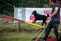 AGILITY COMPIEGNE - CAT B - LEWIS -11 : 2016, 6 Août 2016, AGILITY COMPIEGNE, COMPIEGNE, Catégorie B, LEWIS, Open