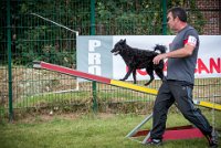 AGILITY COMPIEGNE - CAT B - LEWIS -12 : 2016, 6 Août 2016, AGILITY COMPIEGNE, COMPIEGNE, Catégorie B, LEWIS, Open