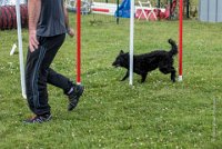 AGILITY COMPIEGNE - CAT B - LEWIS -14 : 2016, 6 Août 2016, AGILITY COMPIEGNE, COMPIEGNE, Catégorie B, LEWIS, Open