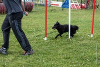 AGILITY COMPIEGNE - CAT B - LEWIS -15 : 2016, 6 Août 2016, AGILITY COMPIEGNE, COMPIEGNE, Catégorie B, LEWIS, Open