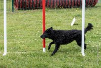 AGILITY COMPIEGNE - CAT B - LEWIS -16 : 2016, 6 Août 2016, AGILITY COMPIEGNE, COMPIEGNE, Catégorie B, LEWIS, Open