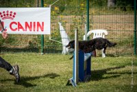 AGILITY COMPIEGNE - CAT B - LEWIS -18 : 2016, 2ème degré, 6 Août 2016, AGILITY COMPIEGNE, COMPIEGNE, Catégorie B, LEWIS