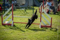 AGILITY COMPIEGNE - CAT B - LEWIS -22 : 2016, 2ème degré, 6 Août 2016, AGILITY COMPIEGNE, COMPIEGNE, Catégorie B, LEWIS