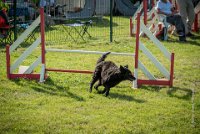 AGILITY COMPIEGNE - CAT B - LEWIS -23 : 2016, 2ème degré, 6 Août 2016, AGILITY COMPIEGNE, COMPIEGNE, Catégorie B, LEWIS