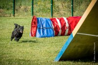 AGILITY COMPIEGNE - CAT B - LEWIS -24 : 2016, 2ème degré, 6 Août 2016, AGILITY COMPIEGNE, COMPIEGNE, Catégorie B, LEWIS