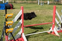 AGILITY COMPIEGNE - CAT B - LEWIS -28 : 2016, 2ème degré, 6 Août 2016, AGILITY COMPIEGNE, COMPIEGNE, Catégorie B, LEWIS