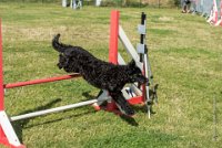 AGILITY COMPIEGNE - CAT B - LEWIS -29 : 2016, 2ème degré, 6 Août 2016, AGILITY COMPIEGNE, COMPIEGNE, Catégorie B, LEWIS