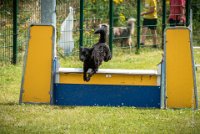 AGILITY COMPIEGNE - CAT B - LEWIS -3 : 2016, 6 Août 2016, AGILITY COMPIEGNE, COMPIEGNE, Catégorie B, LEWIS, Open