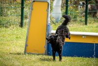 AGILITY COMPIEGNE - CAT B - LEWIS -4 : 2016, 6 Août 2016, AGILITY COMPIEGNE, COMPIEGNE, Catégorie B, LEWIS, Open