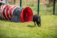 AGILITY COMPIEGNE - CAT B - LEWIS -5 : 2016, 6 Août 2016, AGILITY COMPIEGNE, COMPIEGNE, Catégorie B, LEWIS, Open