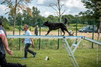 AGILITY COMPIEGNE - CAT B - LEWIS -6 : 2016, 6 Août 2016, AGILITY COMPIEGNE, COMPIEGNE, Catégorie B, LEWIS, Open