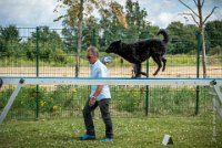 AGILITY COMPIEGNE - CAT B - LEWIS -7 : 2016, 6 Août 2016, AGILITY COMPIEGNE, COMPIEGNE, Catégorie B, LEWIS, Open