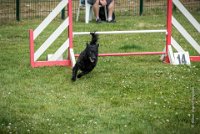 AGILITY COMPIEGNE - CAT B - LEWIS -8 : 2016, 6 Août 2016, AGILITY COMPIEGNE, COMPIEGNE, Catégorie B, LEWIS, Open