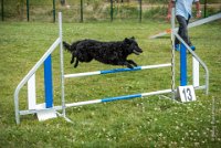 AGILITY COMPIEGNE - CAT B - LEWIS -9 : 2016, 6 Août 2016, AGILITY COMPIEGNE, COMPIEGNE, Catégorie B, LEWIS, Open