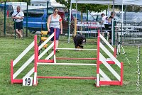 001 ELANKA -05082017-AGI 9756AGILITY COMPIEGNE 2017 - STANDARD : 2017, 25 JUIN 2017, AGILITY COMPIEGNE 2017, AGILITY STANDARD, CAT.D, D91, ELANKA