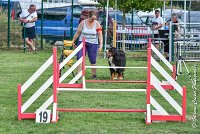 002 ELANKA -05082017-AGI 9757AGILITY COMPIEGNE 2017 - STANDARD : 2017, 25 JUIN 2017, AGILITY COMPIEGNE 2017, AGILITY STANDARD, CAT.D, D91, ELANKA