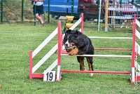 005 ELANKA -05082017-AGI 9760AGILITY COMPIEGNE 2017 - STANDARD : 2017, 25 JUIN 2017, AGILITY COMPIEGNE 2017, AGILITY STANDARD, CAT.D, D91, ELANKA