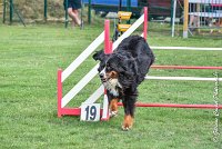 006 ELANKA -05082017-AGI 9761AGILITY COMPIEGNE 2017 - STANDARD : 2017, 25 JUIN 2017, AGILITY COMPIEGNE 2017, AGILITY STANDARD, CAT.D, D91, ELANKA