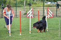 022 ELANKA -05082017-AGI 1221sans titre : 2017, 25 JUIN 2017, AGILITY 2, AGILITY COMPIEGNE 2017, CAT.D, D91, ELANKA