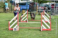 001 HEIDI -05082017-AGI 9808AGILITY COMPIEGNE 2017 - STANDARD : 2017, 25 JUIN 2017, AGILITY COMPIEGNE 2017, AGILITY STANDARD, CAT.D, D92, HEIDI