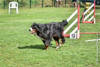 004 HEIDI -05082017-AGI 9811AGILITY COMPIEGNE 2017 - STANDARD : 2017, 25 JUIN 2017, AGILITY COMPIEGNE 2017, AGILITY STANDARD, CAT.D, D92, HEIDI