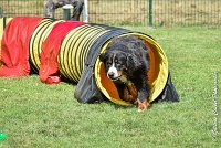 006 HEIDI -05082017-AGI 9813AGILITY COMPIEGNE 2017 - STANDARD : 2017, 25 JUIN 2017, AGILITY COMPIEGNE 2017, AGILITY STANDARD, CAT.D, D92, HEIDI