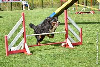 007 HEIDI -05082017-AGI 9815AGILITY COMPIEGNE 2017 - STANDARD : 2017, 25 JUIN 2017, AGILITY COMPIEGNE 2017, AGILITY STANDARD, CAT.D, D92, HEIDI