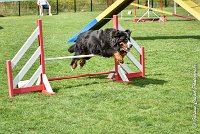 008 HEIDI -05082017-AGI 9816AGILITY COMPIEGNE 2017 - STANDARD : 2017, 25 JUIN 2017, AGILITY COMPIEGNE 2017, AGILITY STANDARD, CAT.D, D92, HEIDI