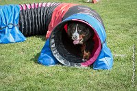 009 HEIDI -AGI 9817 : 05 AOUT 2017, 2017, AGILITY COMPIEGNE 2017, HEIDI