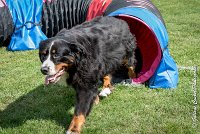 012 HEIDI -AGI 9820 : 05 AOUT 2017, 2017, AGILITY COMPIEGNE 2017, HEIDI