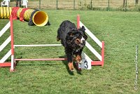 014 HEIDI -05082017-AGI 9823AGILITY COMPIEGNE 2017 - STANDARD : 2017, 25 JUIN 2017, AGILITY COMPIEGNE 2017, AGILITY STANDARD, CAT.D, D92, HEIDI