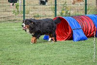 016 HEIDI -05082017-AGI 1203AGILITY COMPIEGNE 2017 : 2017, 25 JUIN 2017, AGILITY 2, AGILITY COMPIEGNE 2017, CAT.D, D92, HEIDI