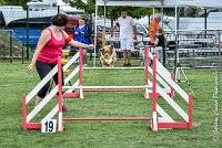 001 JYNKA -05082017-AGI 9017AGILITY COMPIEGNE 2017 - STANDARD : 2017, 25 JUIN 2017, AGILITY COMPIEGNE 2017, AGILITY STANDARD, CAT.C, D51, JYNKA