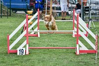 003 JYNKA -05082017-AGI 9019AGILITY COMPIEGNE 2017 - STANDARD : 2017, 25 JUIN 2017, AGILITY COMPIEGNE 2017, AGILITY STANDARD, CAT.C, D51, JYNKA