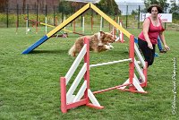 009 JYNKA -05082017-AGI 9026AGILITY COMPIEGNE 2017 - STANDARD : 2017, 25 JUIN 2017, AGILITY COMPIEGNE 2017, AGILITY STANDARD, CAT.C, D51, JYNKA