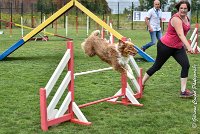 010 JYNKA -05082017-AGI 9027AGILITY COMPIEGNE 2017 - STANDARD : 2017, 25 JUIN 2017, AGILITY COMPIEGNE 2017, AGILITY STANDARD, CAT.C, D51, JYNKA