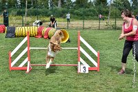 015 JYNKA -05082017-AGI 9035AGILITY COMPIEGNE 2017 - STANDARD : 2017, 25 JUIN 2017, AGILITY COMPIEGNE 2017, AGILITY STANDARD, CAT.C, D51, JYNKA